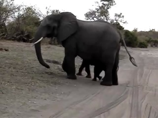 the little elephant sneezed and got scared