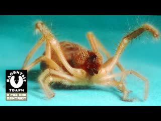 arachnids. poisonous creatures and where they live