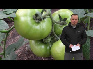 the best pink undersized outdoor tomato