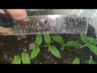 sowing tomatoes for seedlings. pick. seedling care